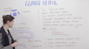 Бычий цепень