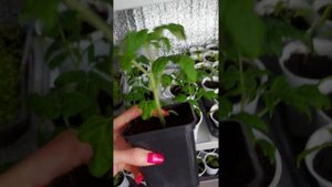 Чем удобрить рассаду помидор чтобы она была коренастой!? 1.Микориза- при пикировке! 2.Фертика старт