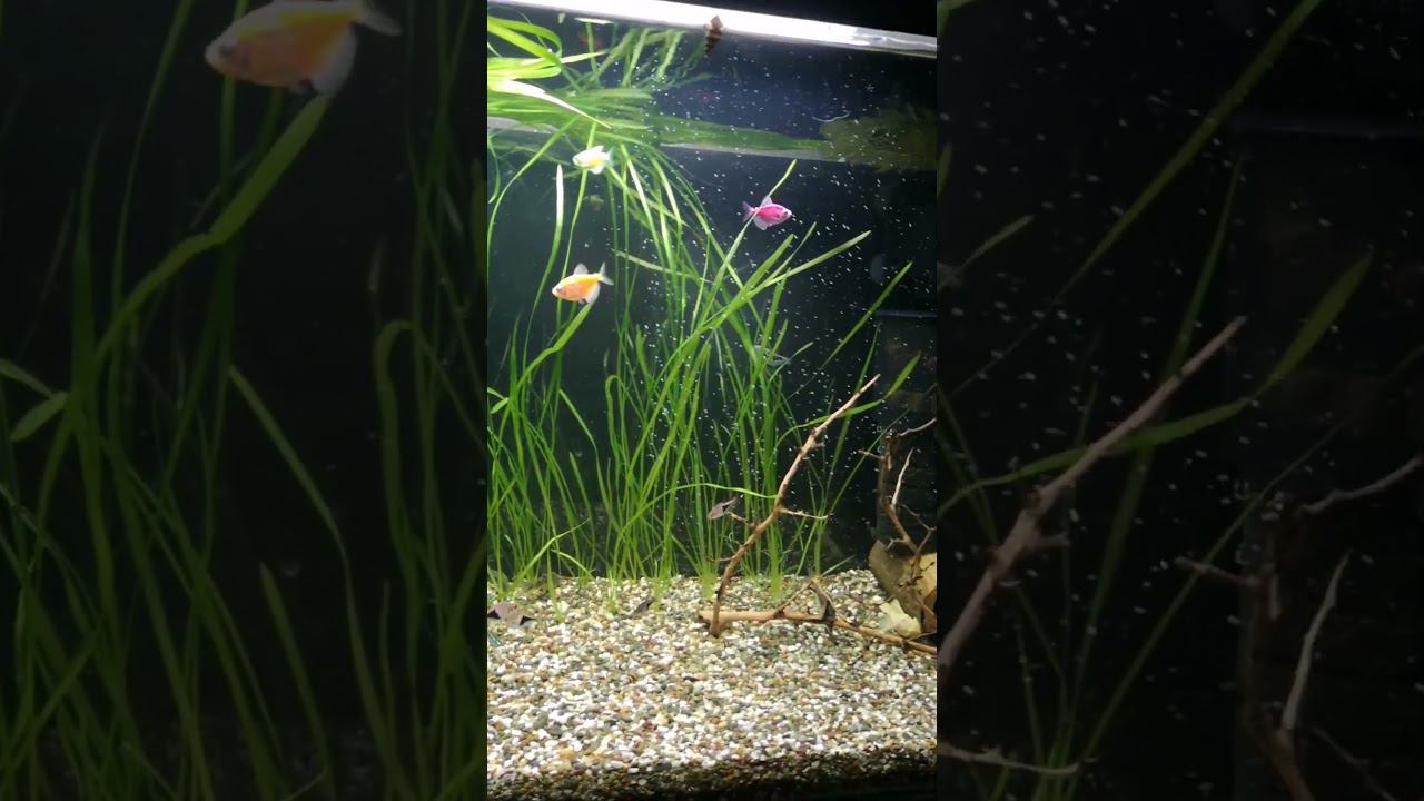 Запустил советский аквариум с валлиснерией смотреть онлайн