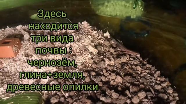 Живородящие ящерицы. Малыши. смотреть онлайн