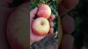 яблоня Гала Бьюти
