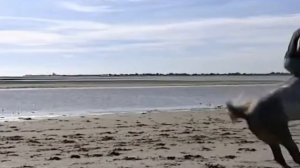 Л.Соколова и Елена Ваенга "Кони привередливые" песня Высоцкого.