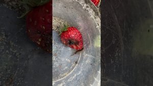 Мелкие личинки в землянике крупноплодной-кто это? И как бороться?