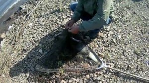 РЫБАЛКА на АМУРЕ в июле. КАРАСИ больше САЗАНОВ