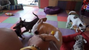 домашний питомник собак в Крыму Кастропуло Симферополь