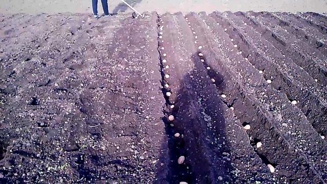 МОТОТЯПКА посадка картошки продолжение смотреть онлайн