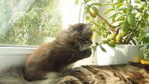 Сибирская кошечка черного тигрового окраса, 1,5 месяца