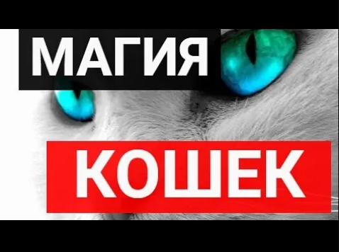 Магия кошек_ 10 фактов о мурлыках, которые вас удивят!