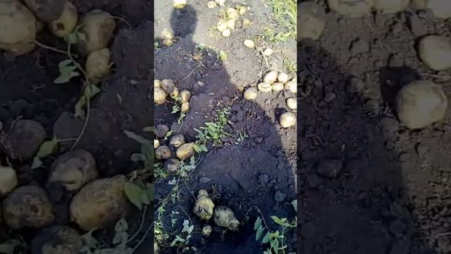 Чудесный 100% Урожай картофеля 2019 года смотреть онлайн