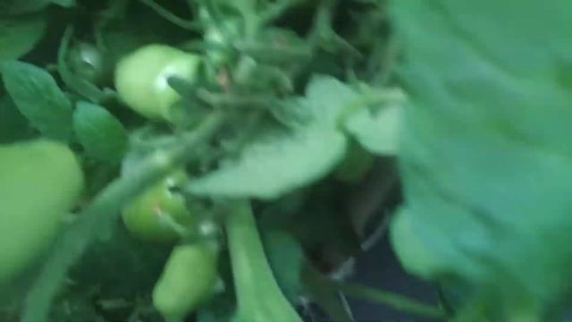 Томат сорт Жиголо. Даже майский заморозок не снизил урожай. смотреть онлайн