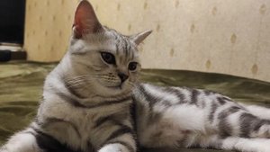 Кот 5мес Скотиш фолд отдыхает, Урчит мырлыкает