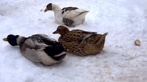 О содержании гусей и уток зимой//Мое хозяйство