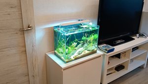Тот же аквариум 40 литров у хозяина дома