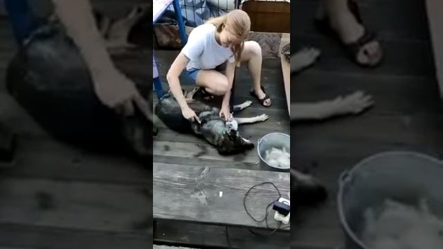 Подскажем как бороться с шерстью во время линьки смотреть онлайн