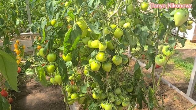 Томат АННА ГЕРМАН. Томат ЛИСКИН НОС. смотреть онлайн