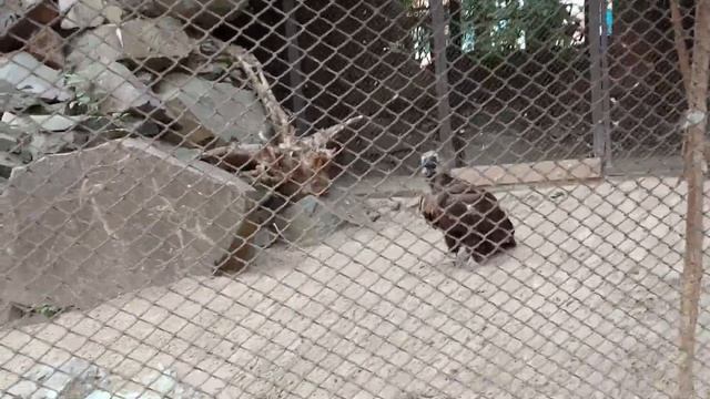 Екатеринбургский зоопарк: часть 2 смотреть онлайн