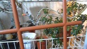 Урожай этого года! На подоконнике )