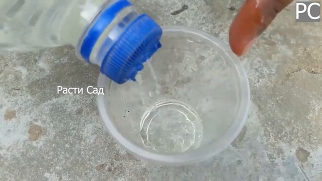?Как вырастить цветную капусту: советы для начинающих в 2023 году? !!!