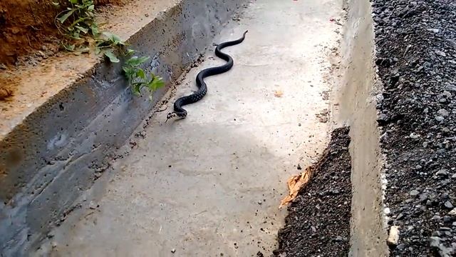 Встреча со змеёй - уж (уж обыкновенный) смотреть онлайн