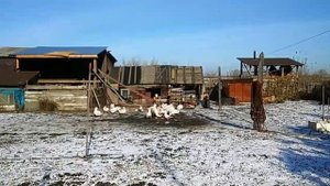 В каком возрасте можно определись пол у гусей