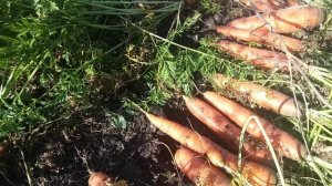 Когда прореживать морковь? Результат.