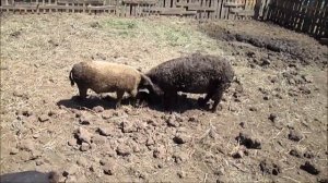 Первые отзывы о свиньях Венгерская ПУХОВАЯ МАНГАЛИЦА //Выгульное содержание!