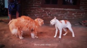 Angry Cat 🐱🐶 Street Fighting Cats | Cat Fight Compilation Video | Real Fight, no editing