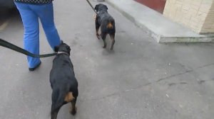 РОТВЕЙЛЕР ДЮША.ВОЗРАСТ 4 МЕСЯЦА. дрессировка и воспитание собаки