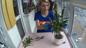 Посадка орхидеи Дендробиум Нобиле, отделение деток, посадка в субстрат!