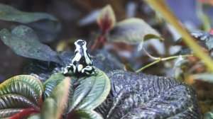 a green and black poison dart frog turns and hops on a green leaf