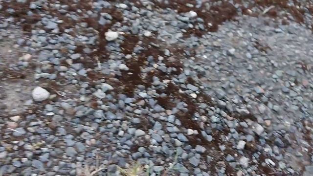 Fast Slow Worm. North Yorkshire. May 2019 смотреть онлайн