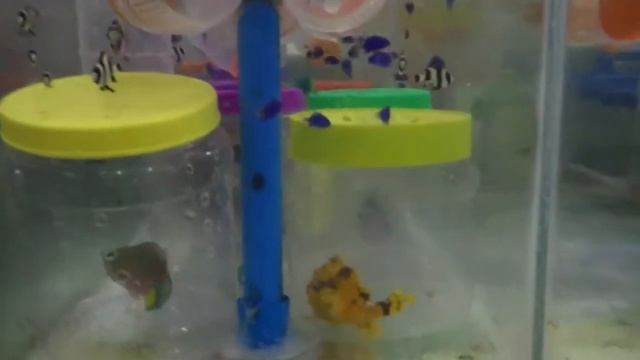 Ферма Cebu Mactan Quality Marine Aquarium. REEF EXCLUSIVE смотреть онлайн