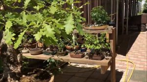 Бонсай на улице общий план 2018 год   Bonsai on the street General plan 2018 year