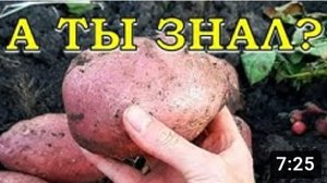 Агротехника ухода за КАРТОШОЙ от посадки до сбора
