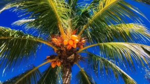 ЧТО  ТАКОЕ  КОКОСОВАЯ  ПАЛЬМА  ?