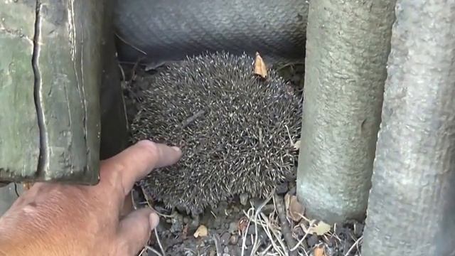 Еще один хозяин на даче смотреть онлайн