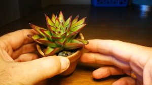 Echeveria lipstick or echeveria agavoides