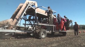 Уборка лука в Ростовской области