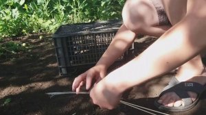Самая простая ловушка для птиц.Ловушка для голубей. Ловушка для птиц