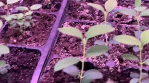 Голубика, жимолость в марте 2021!