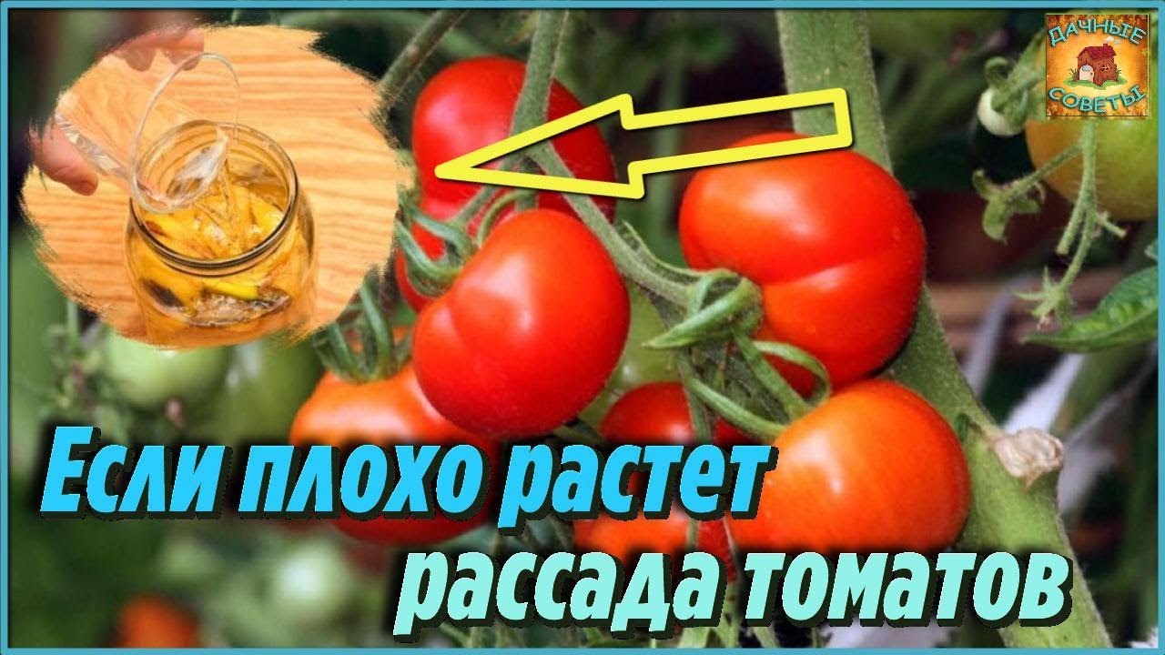 Подкормите этим рассаду томатов, которая плохо растет Народные средства для увеличения урожая