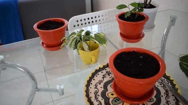 Осенняя пересадка растений в красные горшки смотреть онлайн