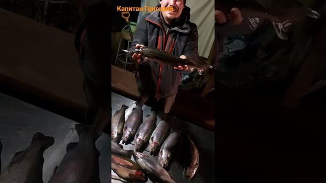 форель и осётр на спиннинг в ноябре удачная рыбалка trout and sturgeon spinning in November