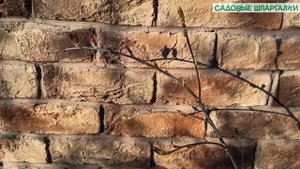 Жив ли саженец: как определить