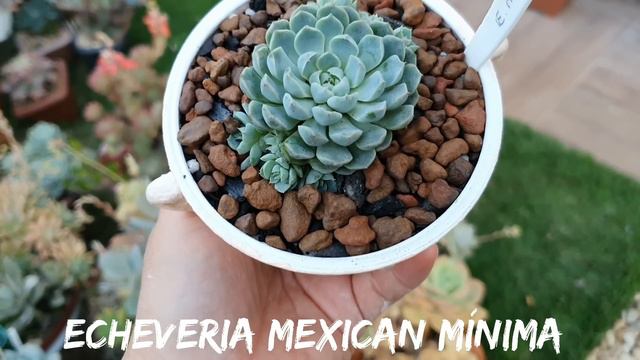 NOVAS SUCULENTAS plantadas nas LATINHAS e PET RECICLADAS смотреть онлайн