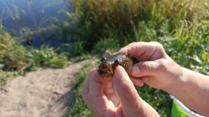 Торфяное озеро. Рахманово. Ловим ротанов.