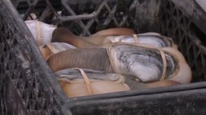 Охота на огромного морского моллюска Гуидак