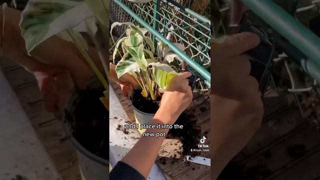 Repotting root bound white fusion calathea