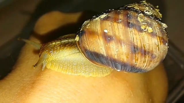 Гигантская улитка Ахатина. Уход и содержание. Самый не прихотливый питомец.