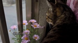 КАК ОТУЧИТЬ КОТА, ЕСТЬ КОМНАТНЫЕ РАСТЕНИЯ?